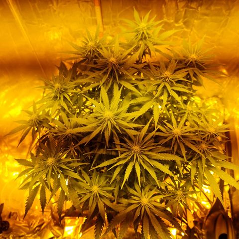 Critical Kush growlog timeline photo