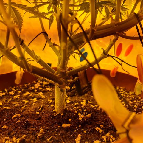 Critical Kush growlog timeline photo
