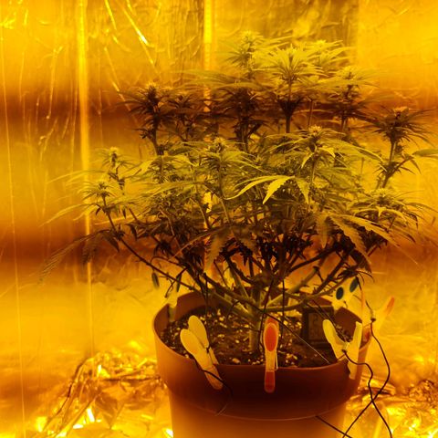 Critical Kush growlog timeline photo