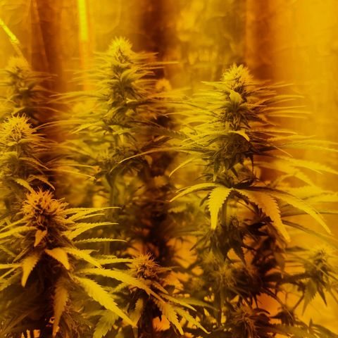 Critical Kush growlog timeline photo