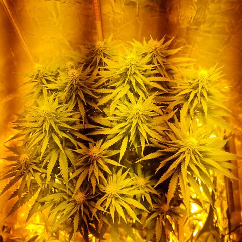Critical Kush growlog timeline photo