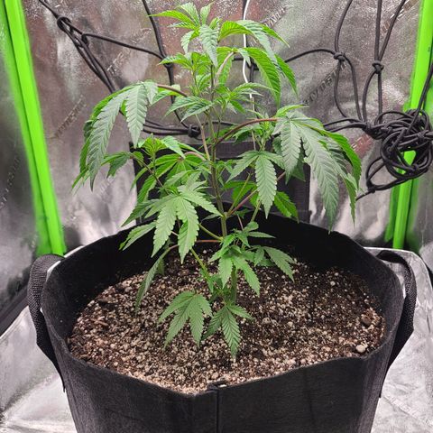 Gelato #25 x Dosidos  growlog photo: Add water 
