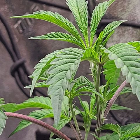 Gelato #25 x Dosidos  growlog photo: Add water 