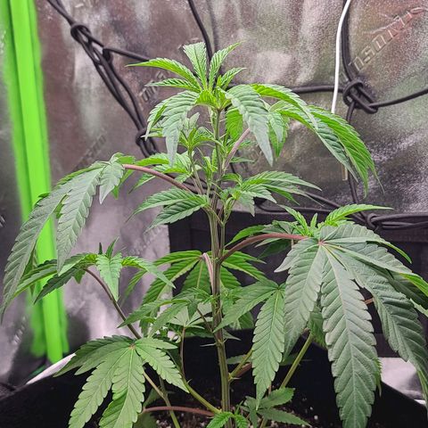 Gelato #25 x Dosidos  growlog photo: Add water 