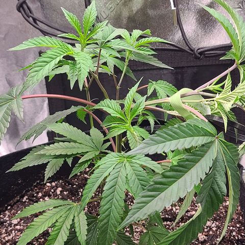 Gelato #25 x Dosidos  growlog photo: Started LST for SCROG 