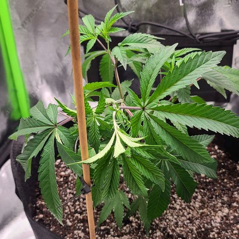 Gelato #25 x Dosidos  growlog photo: LST begins 