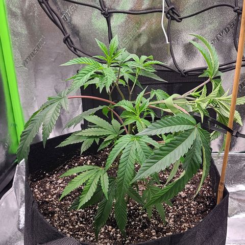 Gelato #25 x Dosidos  growlog photo: LST begins 