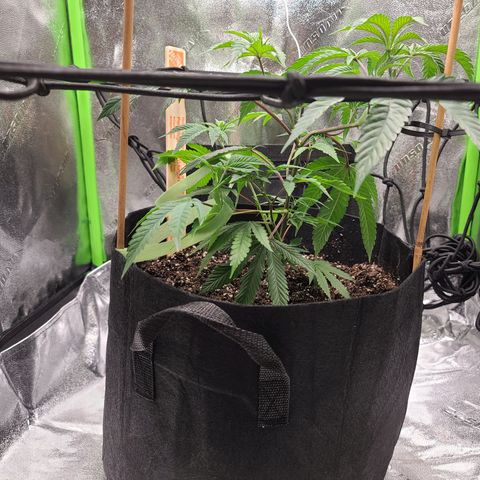 Gelato #25 x Dosidos  growlog photo: More LST, she's taking it well 