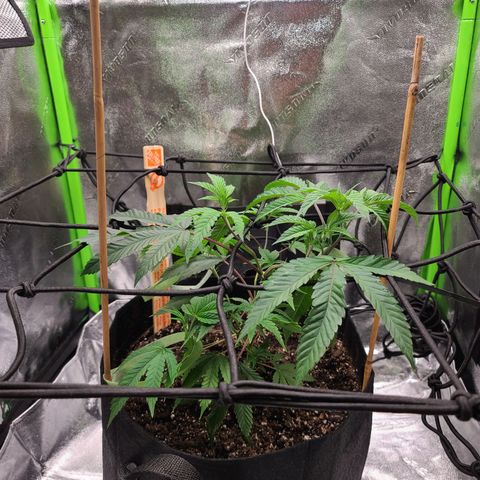 Gelato #25 x Dosidos  growlog photo: More LST, she's taking it well 