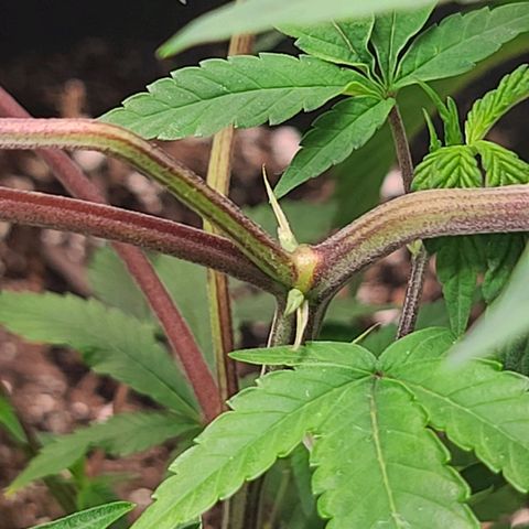 Gelato #25 x Dosidos  growlog photo: More training, she's growing quickly 