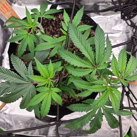 Gelato #25 x Dosidos  growlog photo: More training, she's growing quickly 