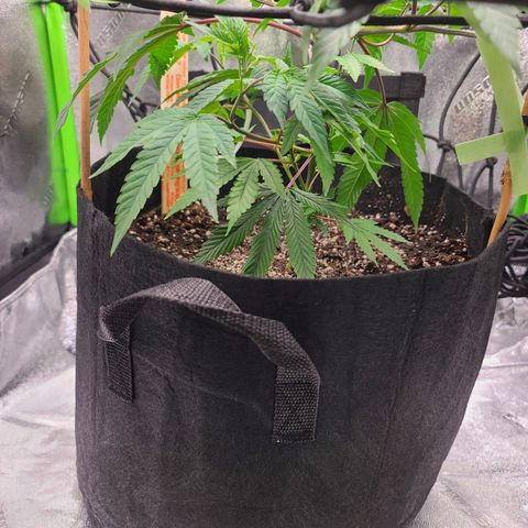 Gelato #25 x Dosidos  growlog photo: Bushing out 