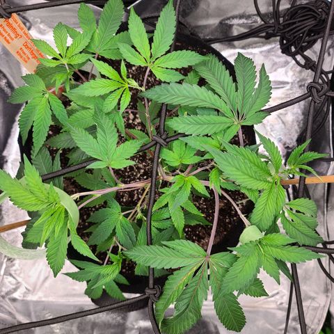 Gelato #25 x Dosidos  growlog photo: Bushing out 