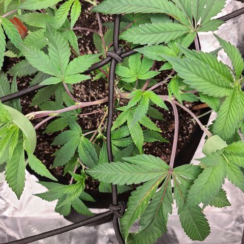 Gelato #25 x Dosidos  growlog photo: Bushing out 