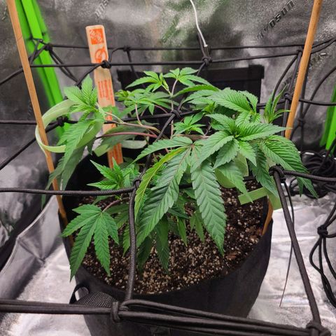 Gelato #25 x Dosidos  growlog photo: Bushing out 