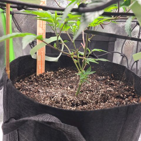 Gelato #25 x Dosidos  growlog timeline photo
