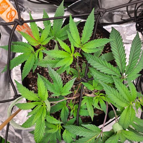 Gelato #25 x Dosidos  growlog timeline photo