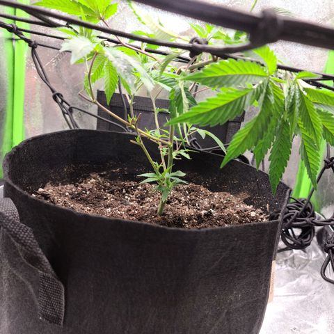 Gelato #25 x Dosidos  growlog photo: Doing well after Trimming, holding up in the heat, turned pot to twist bush 