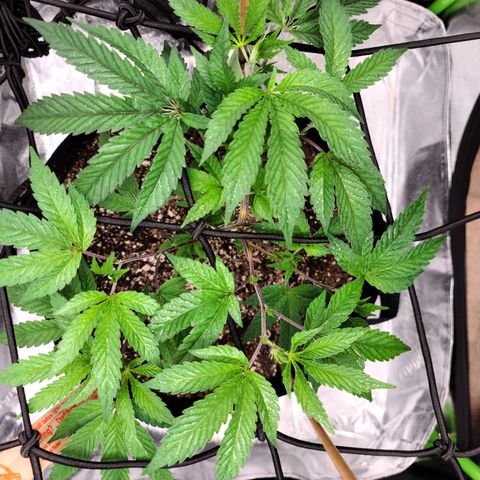 Gelato #25 x Dosidos  growlog photo: Doing well after Trimming, holding up in the heat, turned pot to twist bush 