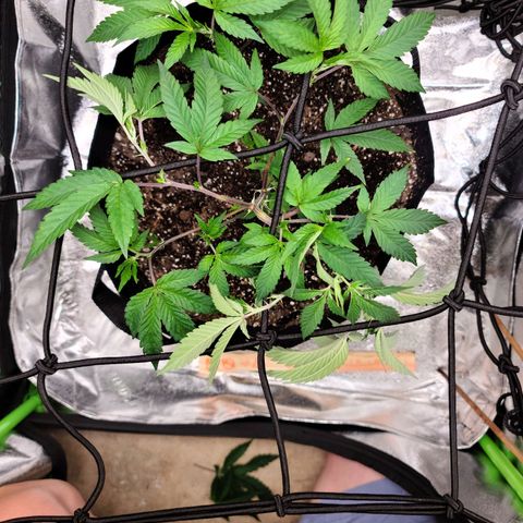 Gelato #25 x Dosidos  growlog photo: Doing well after Trimming, holding up in the heat, turned pot to twist bush 