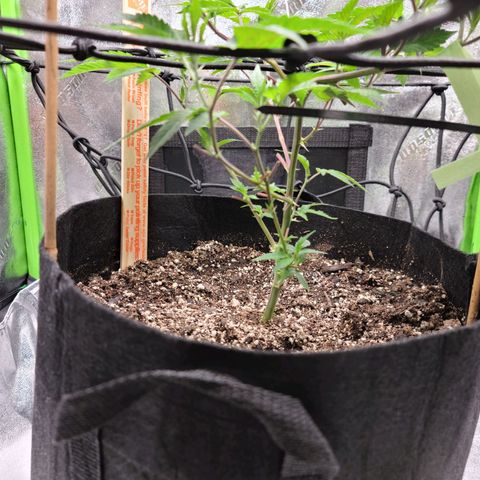Gelato #25 x Dosidos  growlog photo: Doing well after Trimming, holding up in the heat, turned pot to twist bush 
