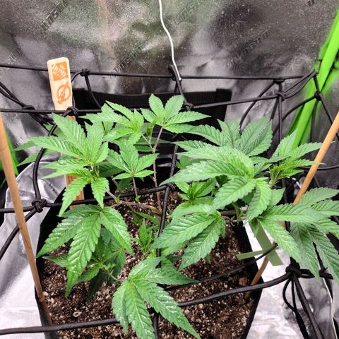 Gelato #25 x Dosidos  growlog photo: Doing well after Trimming, holding up in the heat, turned pot to twist bush 