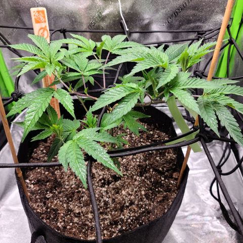 Gelato #25 x Dosidos  growlog photo: Doing well after Trimming, holding up in the heat, turned pot to twist bush 