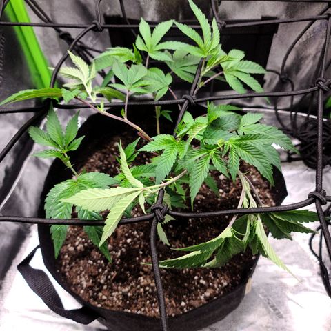 Gelato #25 x Dosidos  growlog photo: Doing well after Trimming, holding up in the heat, turned pot to twist bush 