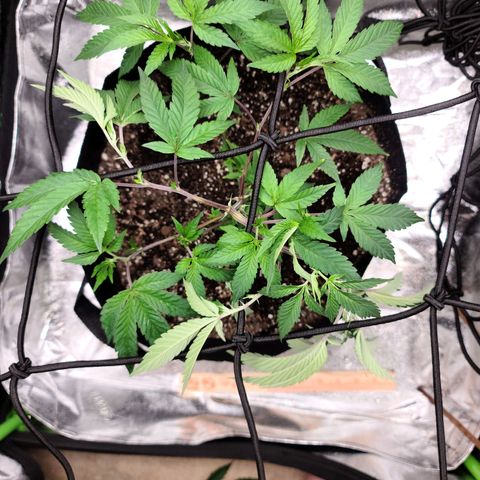 Gelato #25 x Dosidos  growlog photo: Doing well after Trimming, holding up in the heat, turned pot to twist bush 