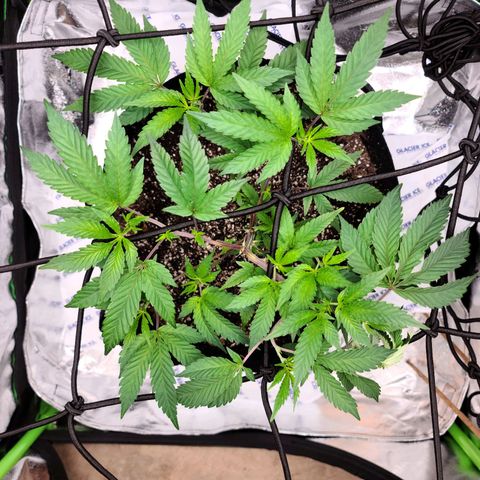 Gelato #25 x Dosidos  growlog photo: Added iced gel packs to tent to help keep cool 