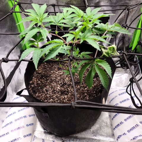 Gelato #25 x Dosidos  growlog photo: Added iced gel packs to tent to help keep cool 