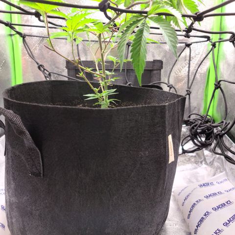 Gelato #25 x Dosidos  growlog photo: Added iced gel packs to tent to help keep cool 