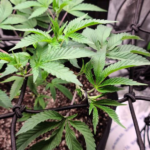 Gelato #25 x Dosidos  growlog photo: LST, bushing up responding well to trimming 