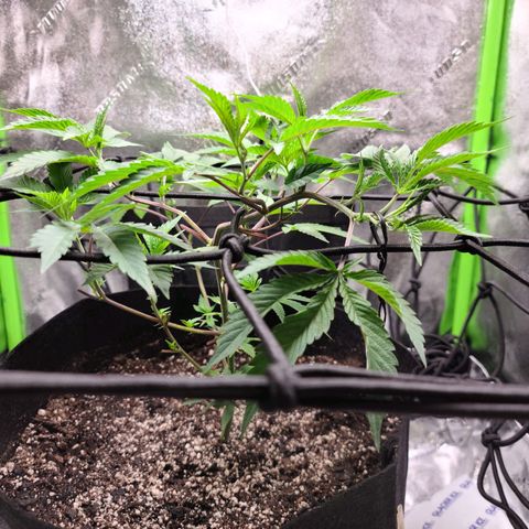 Gelato #25 x Dosidos  growlog photo: LST, bushing up responding well to trimming 