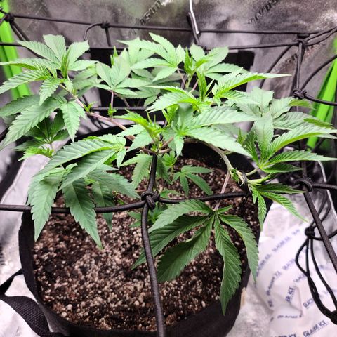 Gelato #25 x Dosidos  growlog photo: LST, bushing up responding well to trimming 
