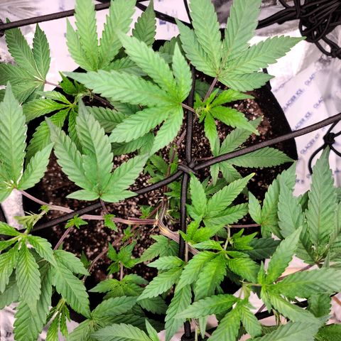 Gelato #25 x Dosidos  growlog photo: LST, bushing up responding well to trimming 