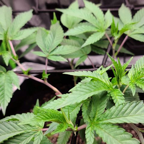Gelato #25 x Dosidos  growlog photo: LST, bushing up responding well to trimming 
