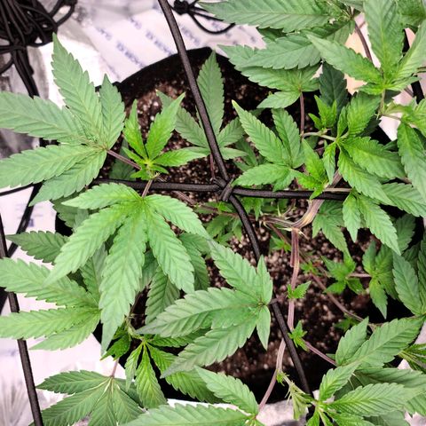 Gelato #25 x Dosidos  growlog photo: LST, bushing up responding well to trimming 