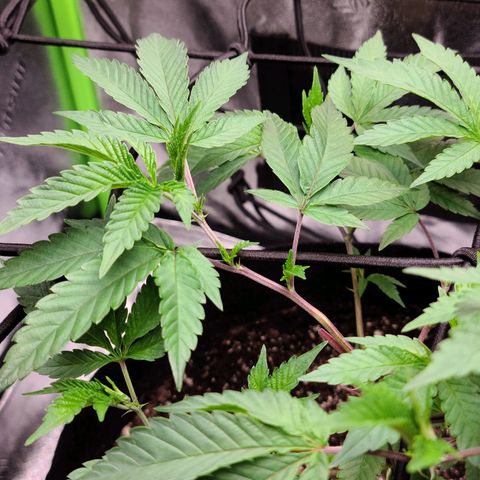 Gelato #25 x Dosidos  growlog photo: LST, bushing up responding well to trimming 