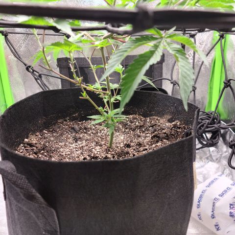 Gelato #25 x Dosidos  growlog photo: LST, bushing up responding well to trimming 