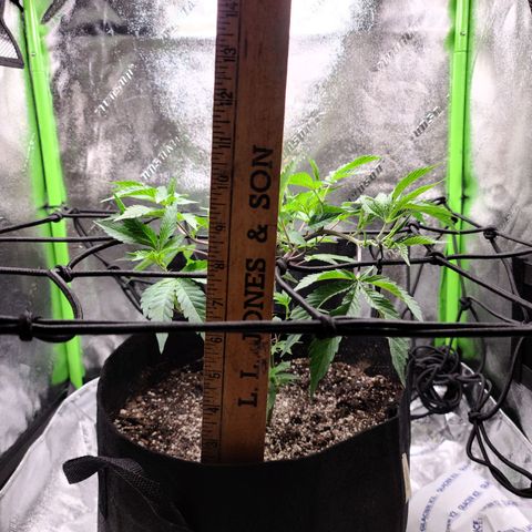 Gelato #25 x Dosidos  growlog photo: LST, bushing up responding well to trimming 