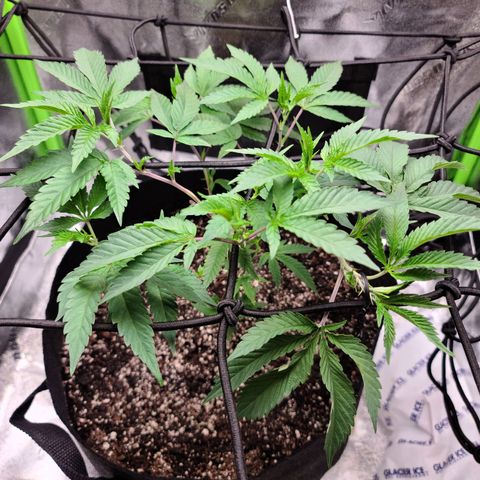 Gelato #25 x Dosidos  growlog photo: LST, bushing up responding well to trimming 