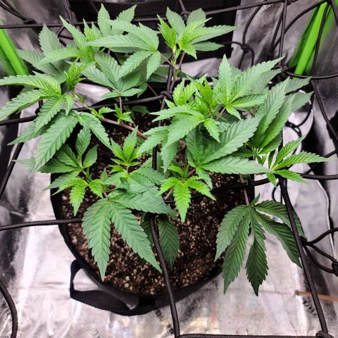 Gelato #25 x Dosidos  growlog timeline photo