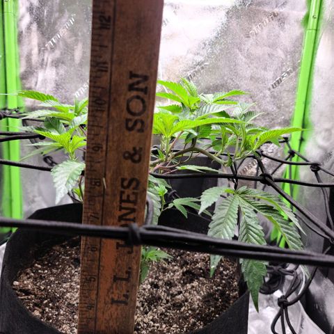 Gelato #25 x Dosidos  growlog timeline photo