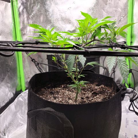 Gelato #25 x Dosidos  growlog timeline photo