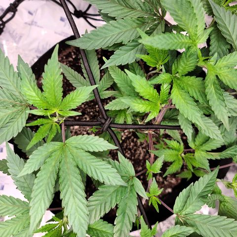 Gelato #25 x Dosidos  growlog timeline photo