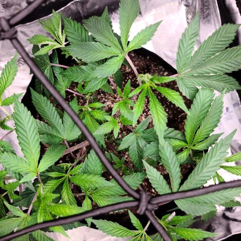 Gelato #25 x Dosidos  growlog photo: Raised net to desired canopy level to fill out 