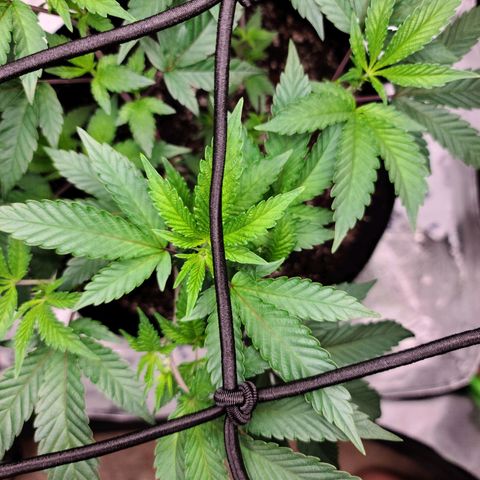 Gelato #25 x Dosidos  growlog timeline photo