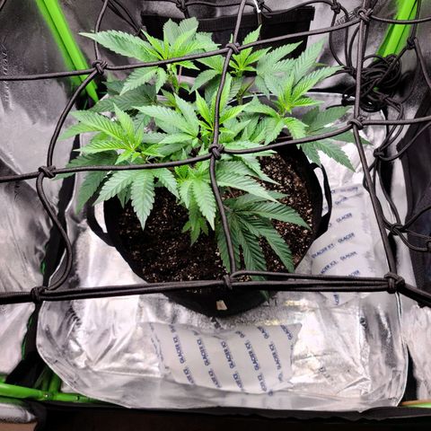 Gelato #25 x Dosidos  growlog timeline photo