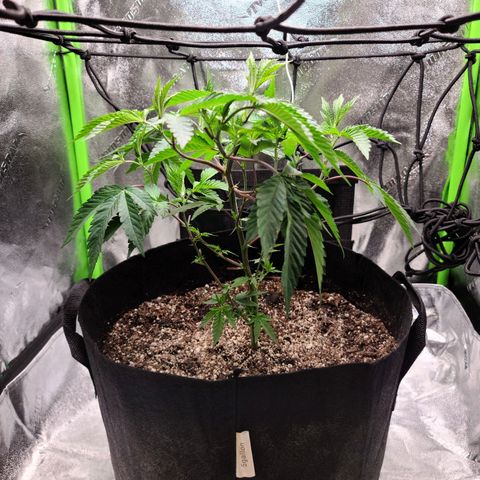 Gelato #25 x Dosidos  growlog timeline photo
